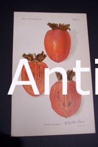 Fruit USDA Ormond Persimmon