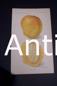 Fruit USDA Peters Mango, Fruits Vegetables antique lithograph published 100 years ago.