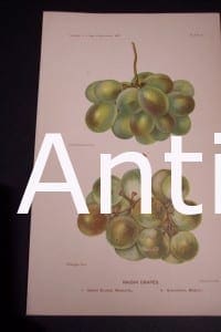 Fruit USDA Raisin Grapes