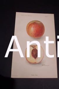 Fruit USDA Russell Peach