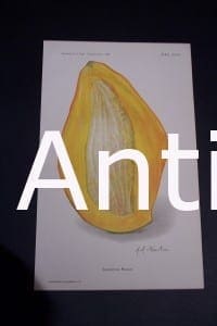Fruit USDA Sandersha Mango
