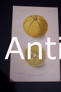 Fruit USDA Savage Citrange