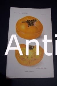 Fruit USDA Tamopan Persimmon