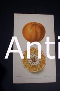 Fruit USDA Weshart Tangerine
