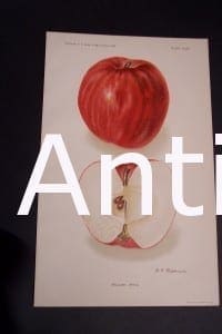 Fruit USDA Williams Apple