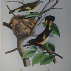 Gentry American Redstart