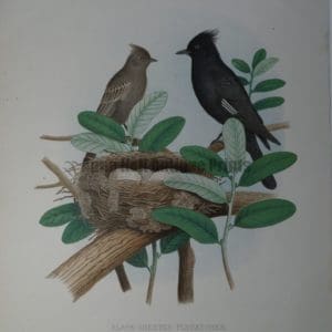 Gentry Black Crested Flycatcher