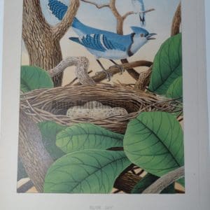 Gentry Blue Jay or Cyanocitta cristata