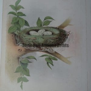 Gentry Cedar Bird Nest