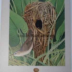 Gentry Long Billed Marsh Wren