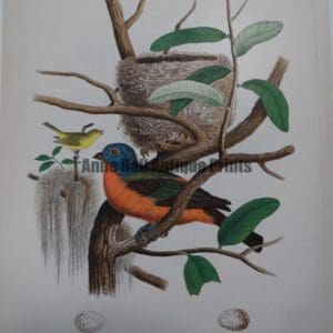 Gentry Painted Bunting