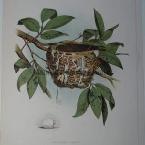 Gentry Red Eyed Vireo Nest