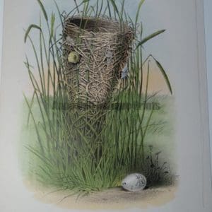 Gentry Redwing Blackbird Nest