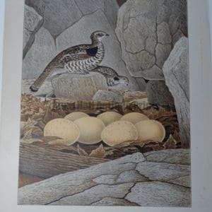 Gentry Ruffed Grouse or Bonasa Umbellus