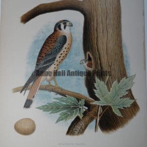 Gentry Sparrow Hawk