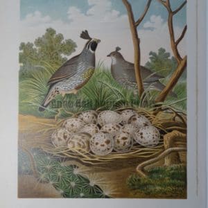 Gentry Valley Quail of California