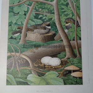 Gentry Whippoorwill Antrostomus Vociferus