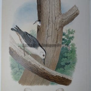 Gentry White Bellied Nuthatch