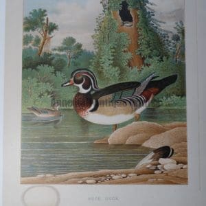 Gentry Wood Duck or Aix sponsa
