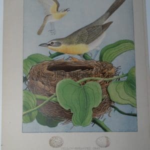 Gentry Yellow Breasted Chat