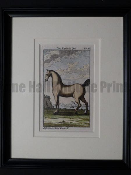 200 year old tennessee walker or lipizzan horse