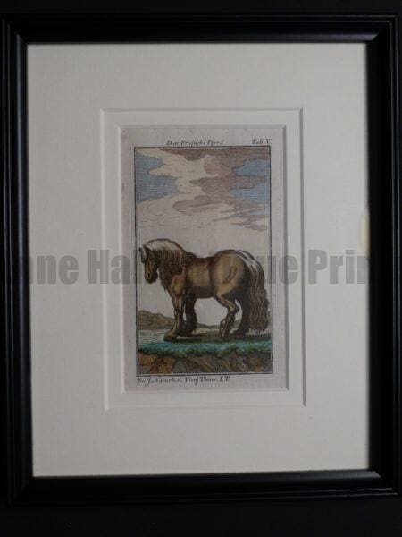 charming 200 year old engraving of pony , black frame.