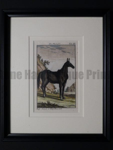 200 year old engraving of a mule, framed.