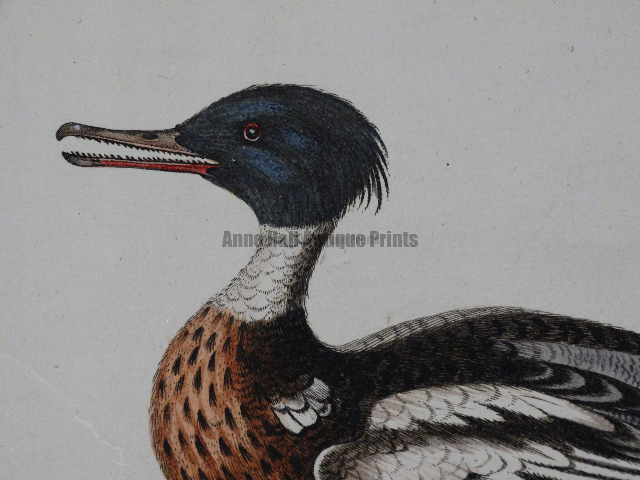 George Edwards antique engravings from the 18th century.