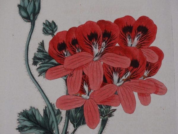 Pelagonium watercolor engravings, 200 years old.