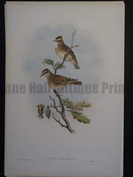 Gould Song Birds Alauda Arborea