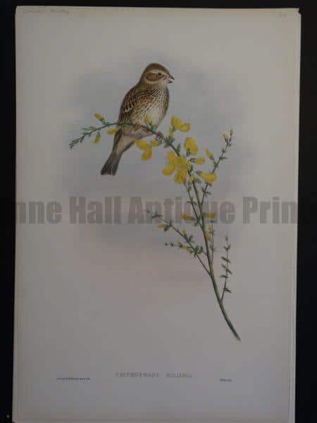 Gould Song Birds Crithophaga Miliaria