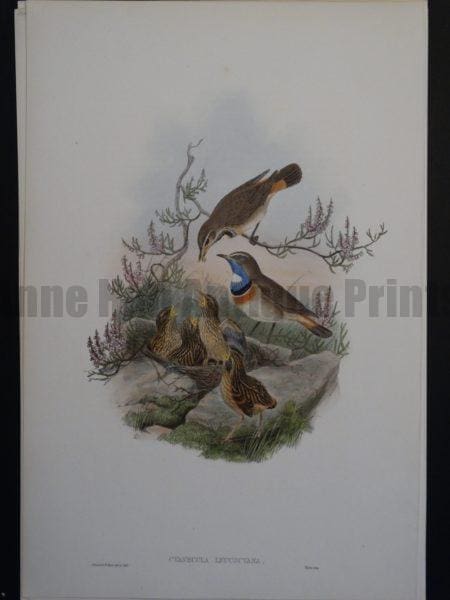 Gould Song Birds Cyanecula Leucocyana