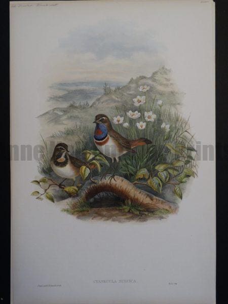 Gould Song Birds Cyanecula Suecica