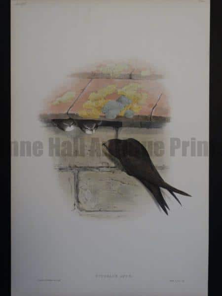 Gould Song Birds Cypselus Apus