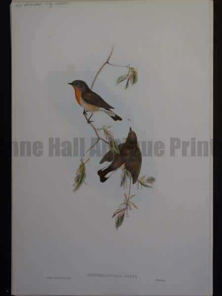 John Gould Red Breasted Flycatcher