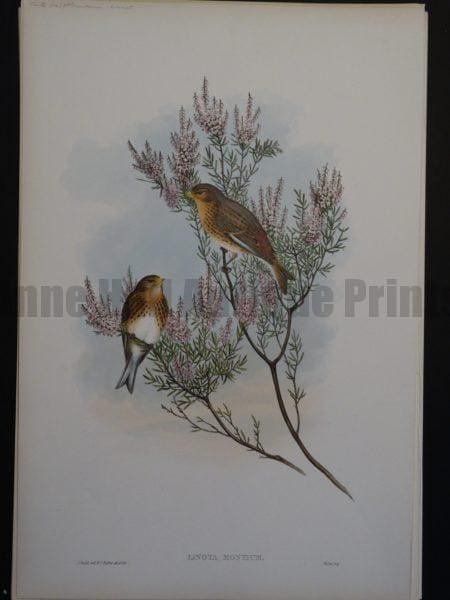 Gould Song Birds Linota Montium