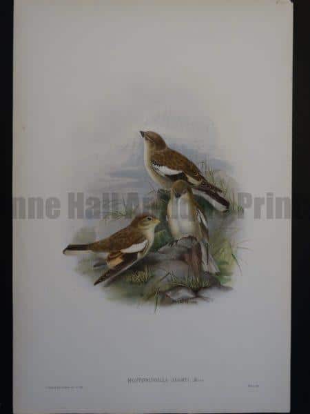 Gould Song Birds Montifringilla Adamsi