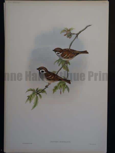 Gould Song Birds Passer Montanus