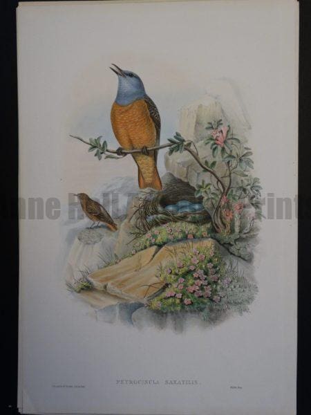 John Gould Rock Thrush hand colored lithograph