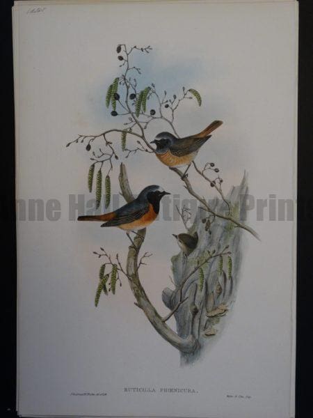Gould Song Birds Ruticilla Phoenicura
