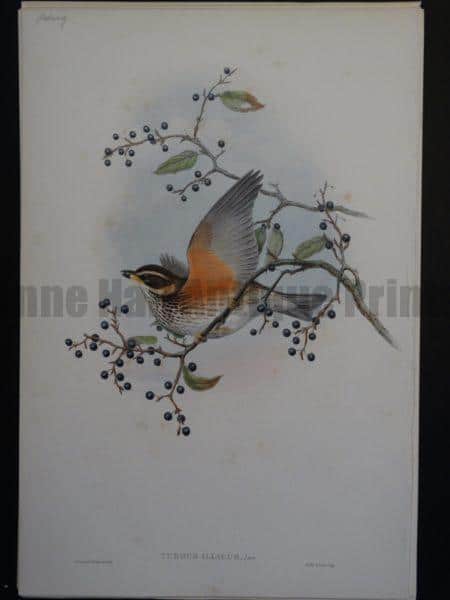 Gould Song Birds Turdus Iliacus