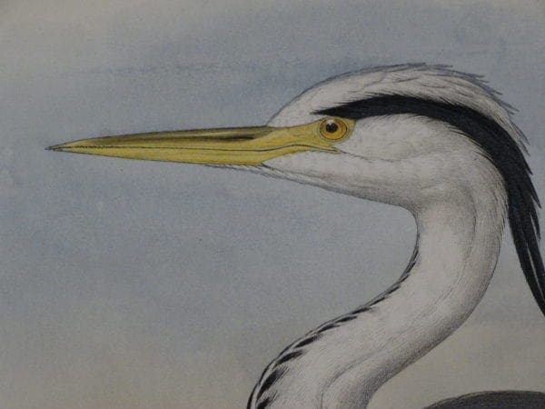 great antique prints of shore & wading birds by famous artists