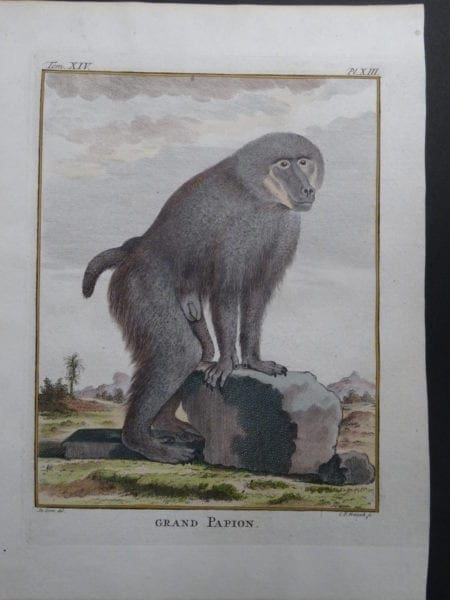 Grand Mehul Monkey