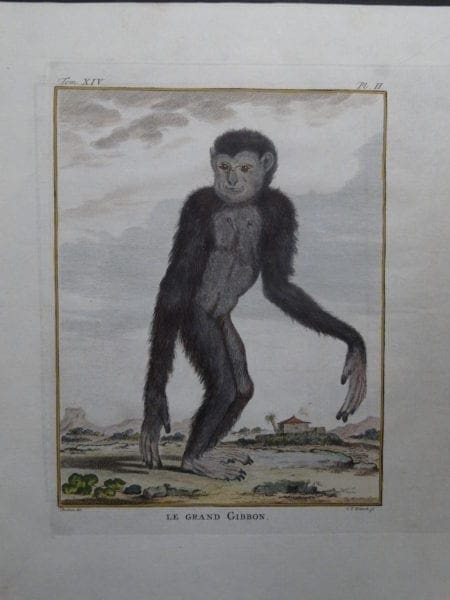 Great Gibbon Monkey