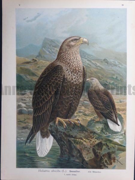 Haliaetus albicilla, 1895