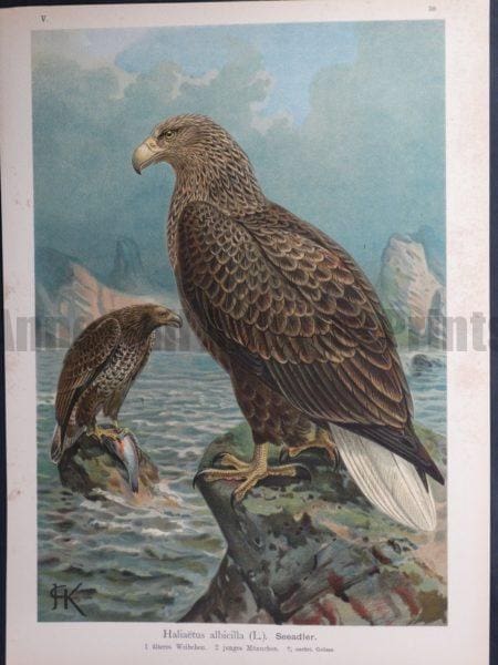 Haliaetus albicilla, 1895