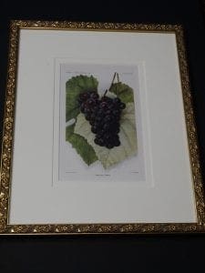 framed art grapes