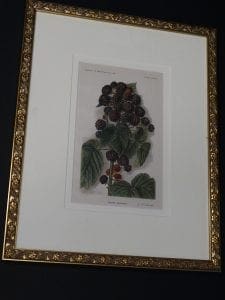 raspberries antique print framed
