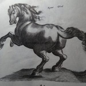 Horses