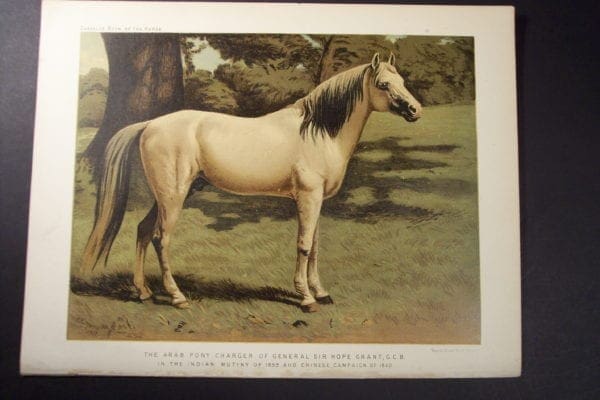 Arab Pony Charger